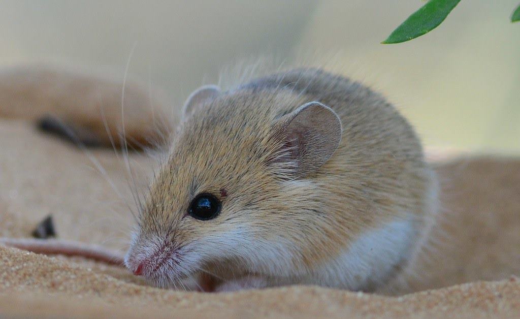 African pygmy mouse
